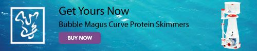 Limited Edition Corals - Bubble Magus Curve Protein Skimmers Limited Edition Corals - Bubble Magus Curve Protein Skimmers