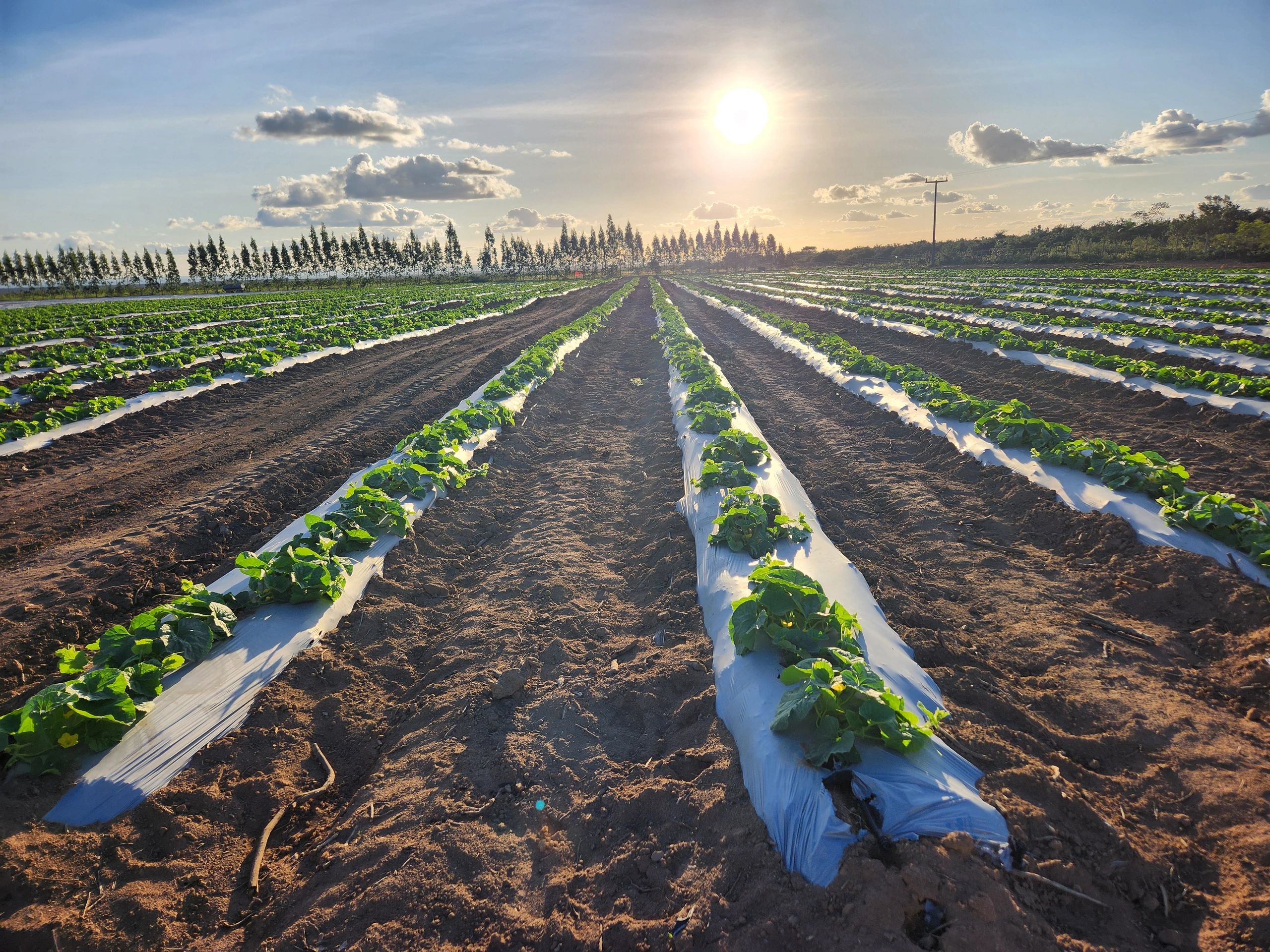 Agromakers