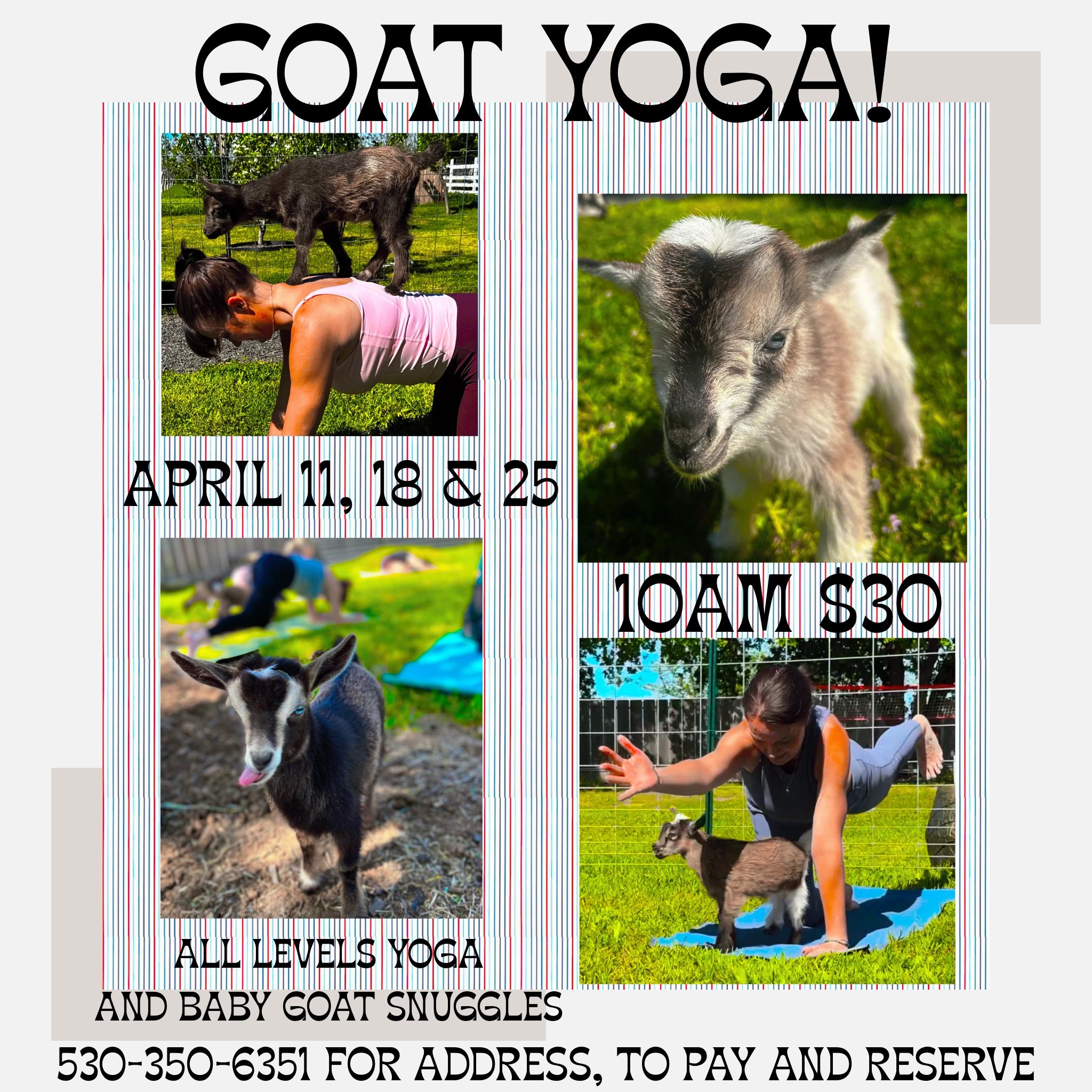 Goat Yoga!