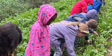 Kids harvesting produce at the farm