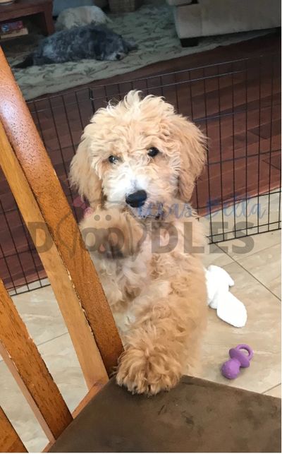 Goldendoodle 