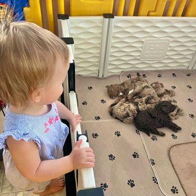 A toddler watches a group of sleeping puppies in a playpen.
