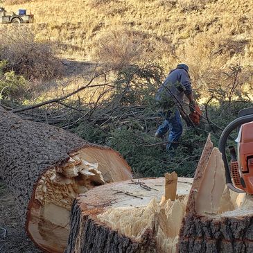 TREE REMOVAL