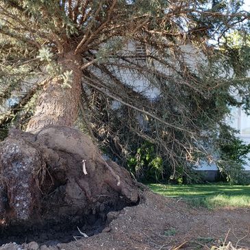 TREE REMOVAL 