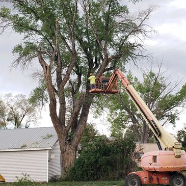 TREE TRIMMING