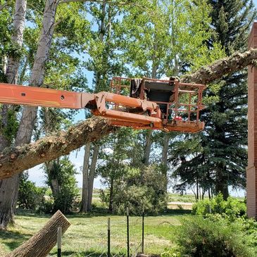 HAZARDOUS TREE REMOVAL