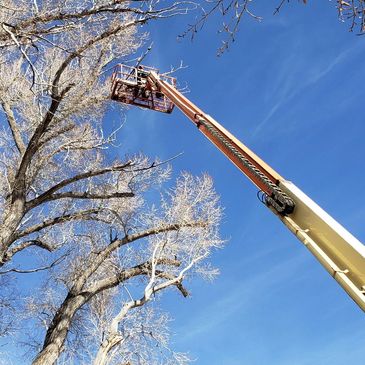 EXPERT TREE TRIMMING 