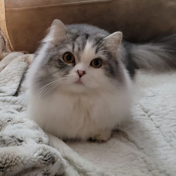 Fluffy gray and white cat with big eyes resting on a cozy blanket.