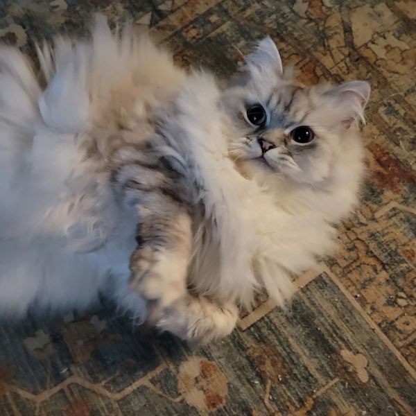Fluffy cat with big eyes lying on a patterned carpet.