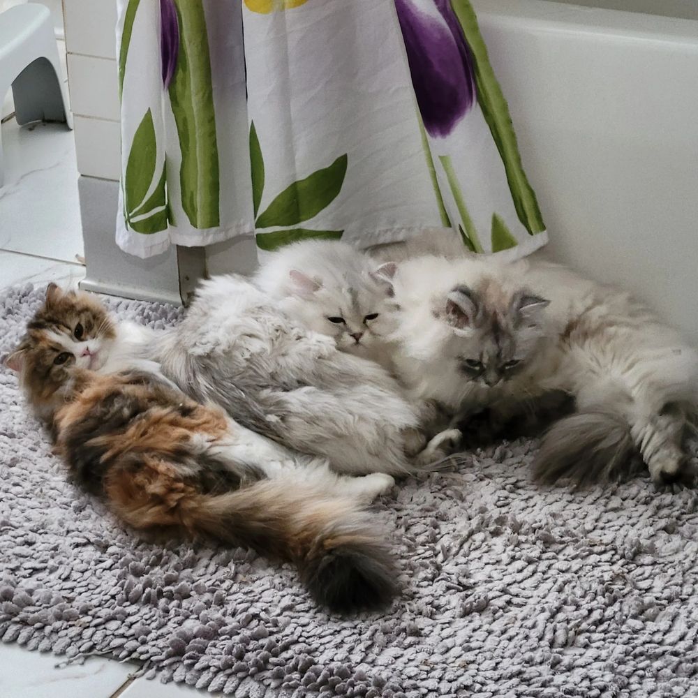 3 long haired minuet cats rest on a bath mat. 