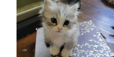 Adorable fluffy kitten with big eyes sitting on a patterned mat.