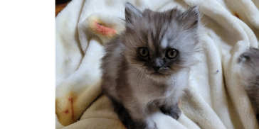 Fluffy gray kitten with striking eyes on a soft white blanket.