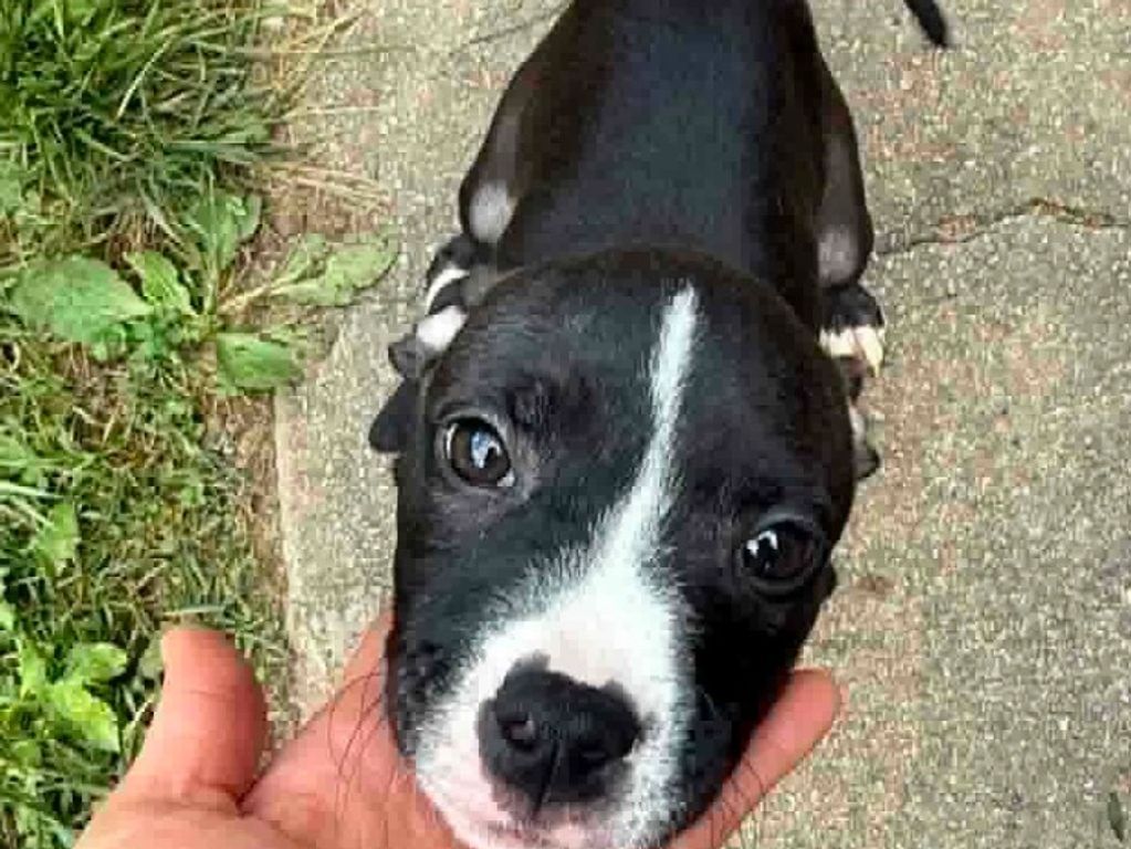 We need you to help us save them