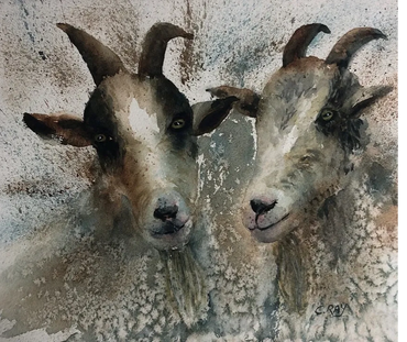 Two Old Goats original watercolor painting. 11" by 14"