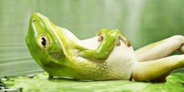 A green frog lying on its back on a leaf.