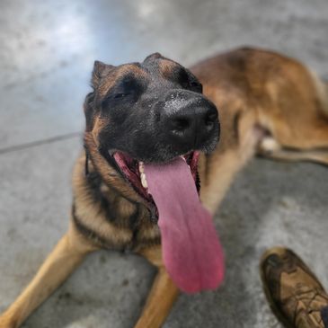 exhausted and satisfied dog after a training session