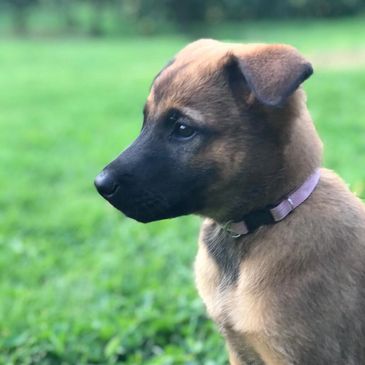 belgian malinois puppy in a field