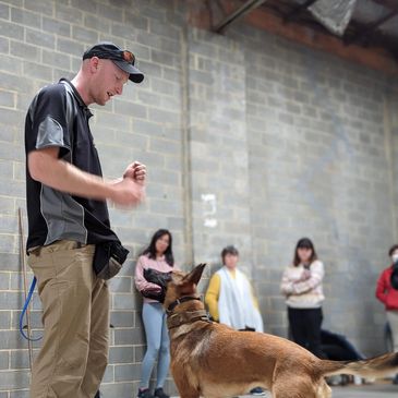 experienced dog training instructing new dog trainers with his belgian malinois