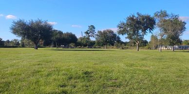 A green open field with scattered trees under a clear blue sky.