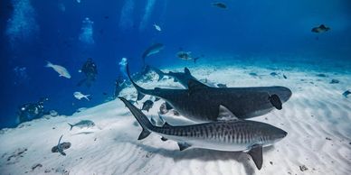 Photo: Pelagic Divers Fuvahmulah