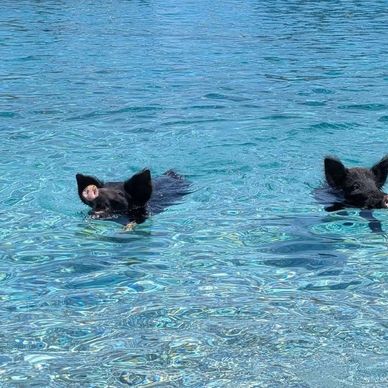 Swimming Pigs from Piggy Cruise at Atokos