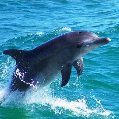 Dolphins in Preveza, The Dolphin Cruise