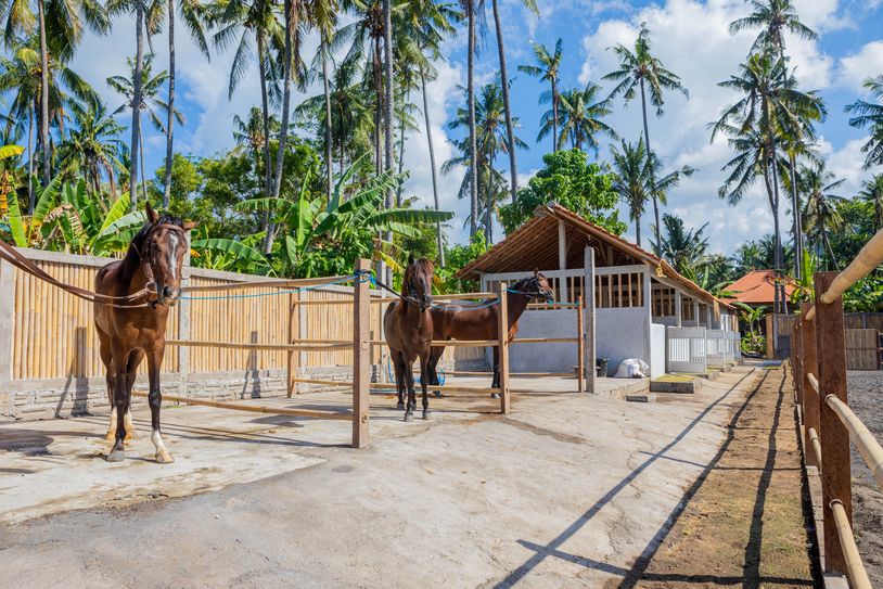 Our stable at Horse Bali