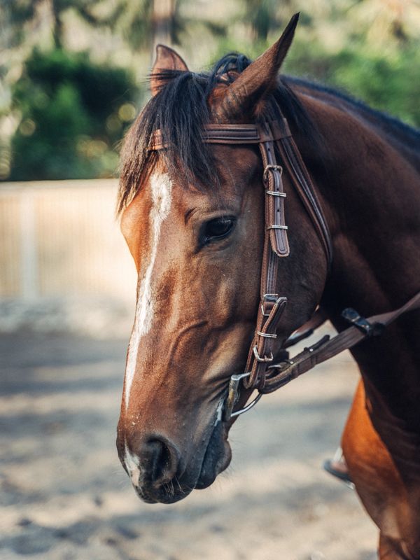 Vodka, our youngst horse in Horse Bali.