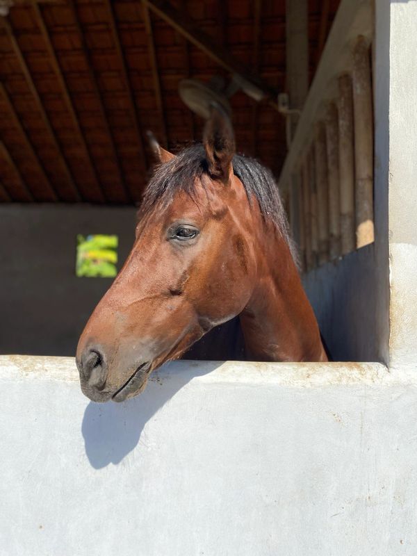 The first horse in Horse Bali: Fatty