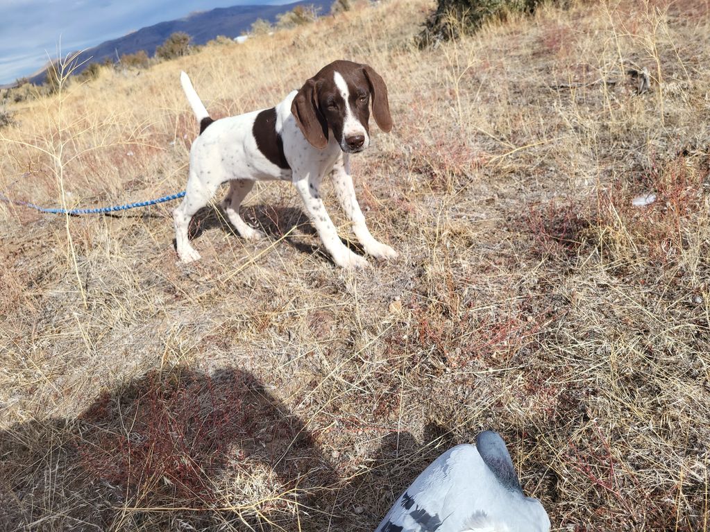 Moon Valley Ranch Kennels Moonvalley Ranchkennel, Ranch Kennel