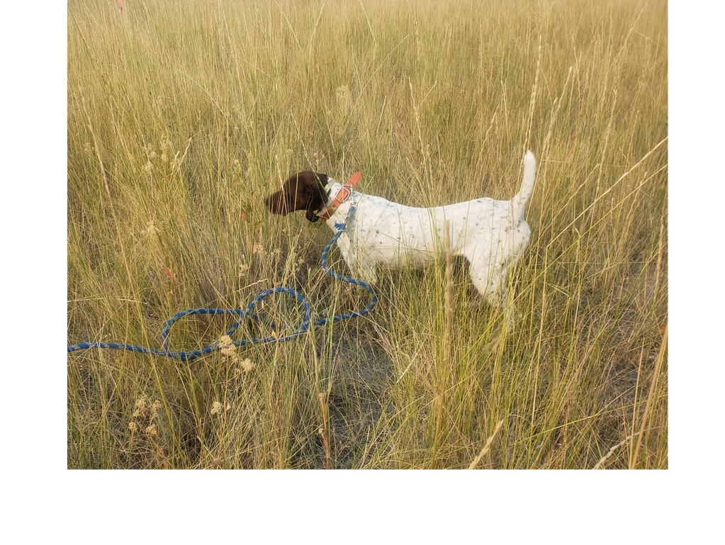 Sadie