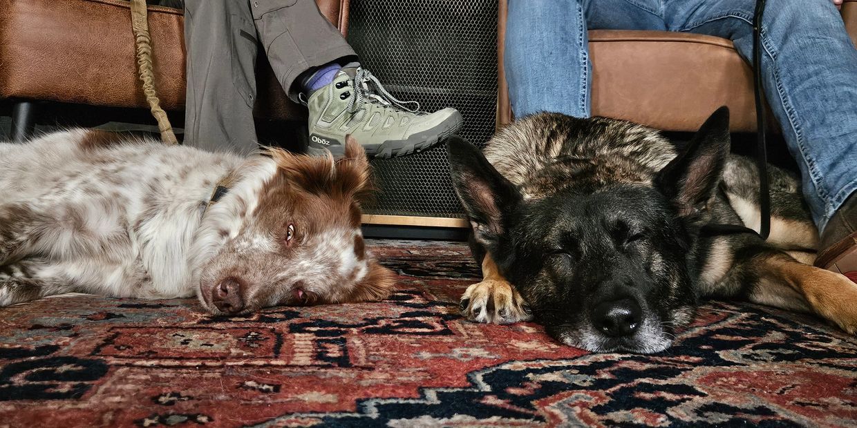 Two dogs resting on a patterned rug between seated people.