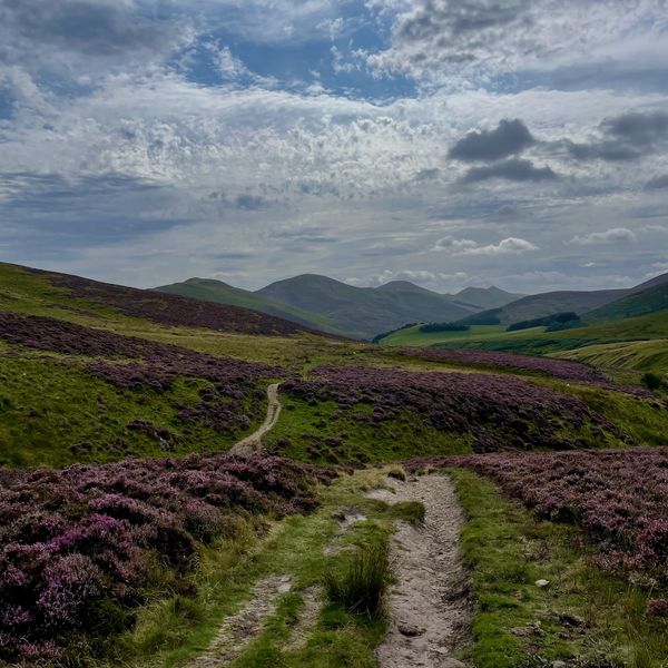 View through a valley that is covered in lush heathers, grasses and paths with hills in the distance