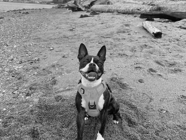 Happy dog sitting on a sandy beach with driftwood in the background.