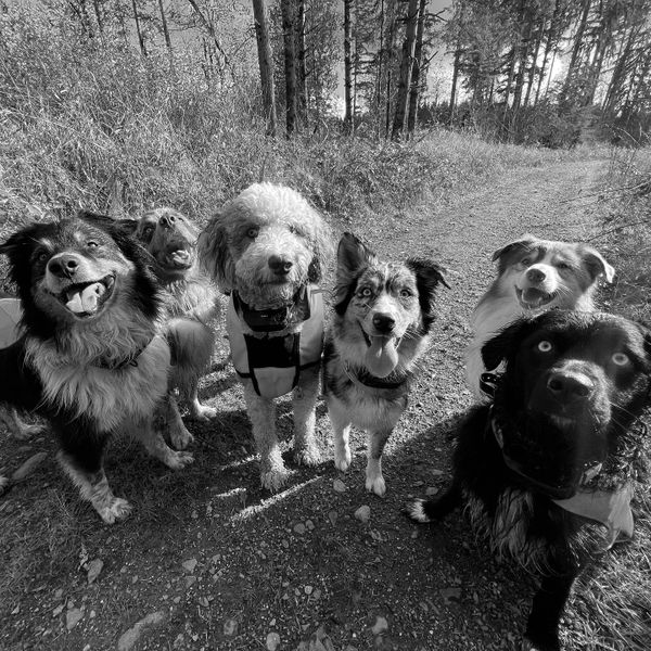A group of six happy dogs posing on a forest path.