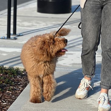 A woman walking a fluffy brown dog on a sunny sidewalk.
