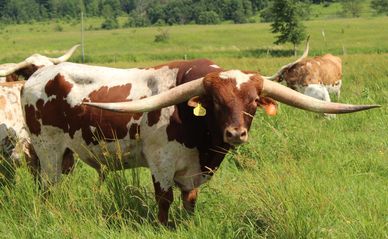 Longhorn cattle standing in a grassy field.