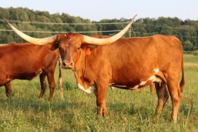 A brown longhorn cow standing in a field.