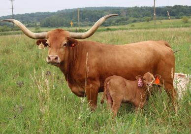 A longhorn cow with a calf in a grassy field.
