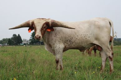 White Texas Longhorn cow standing in a grassy field.