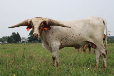 White Texas Longhorn cow standing in a grassy field.