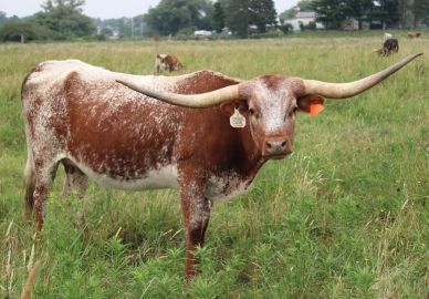 A Texas Longhorn cow with impressive long horns standing in a grassy field.