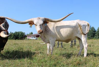 White longhorn cow standing in a field under a clear blue sky.