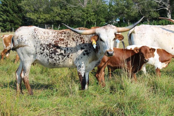 Longhorn cow and calves grazing in a field.