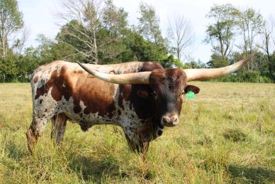 Texas Longhorn cattle grazing in a field.