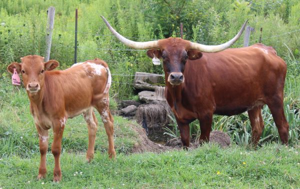 A Texas Longhorn cow and calf standing on grass.
