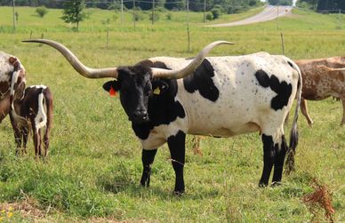 A Texas Longhorn cow standing in a grassy field.