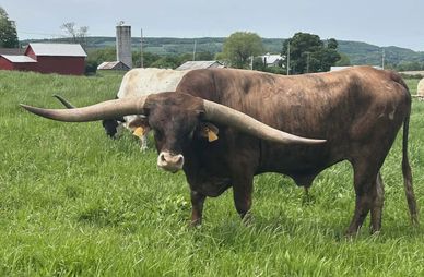 A Texas Longhorn cow with very long horns in a field.