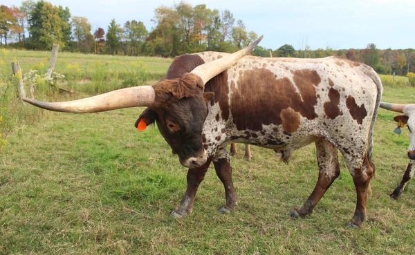 Texas Longhorn cow with large curved horns in a grassy field.