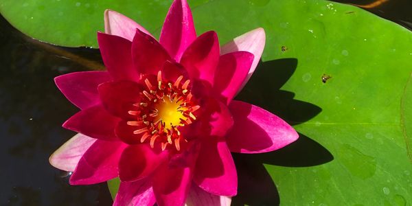Water lily